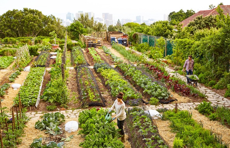 Community Garden